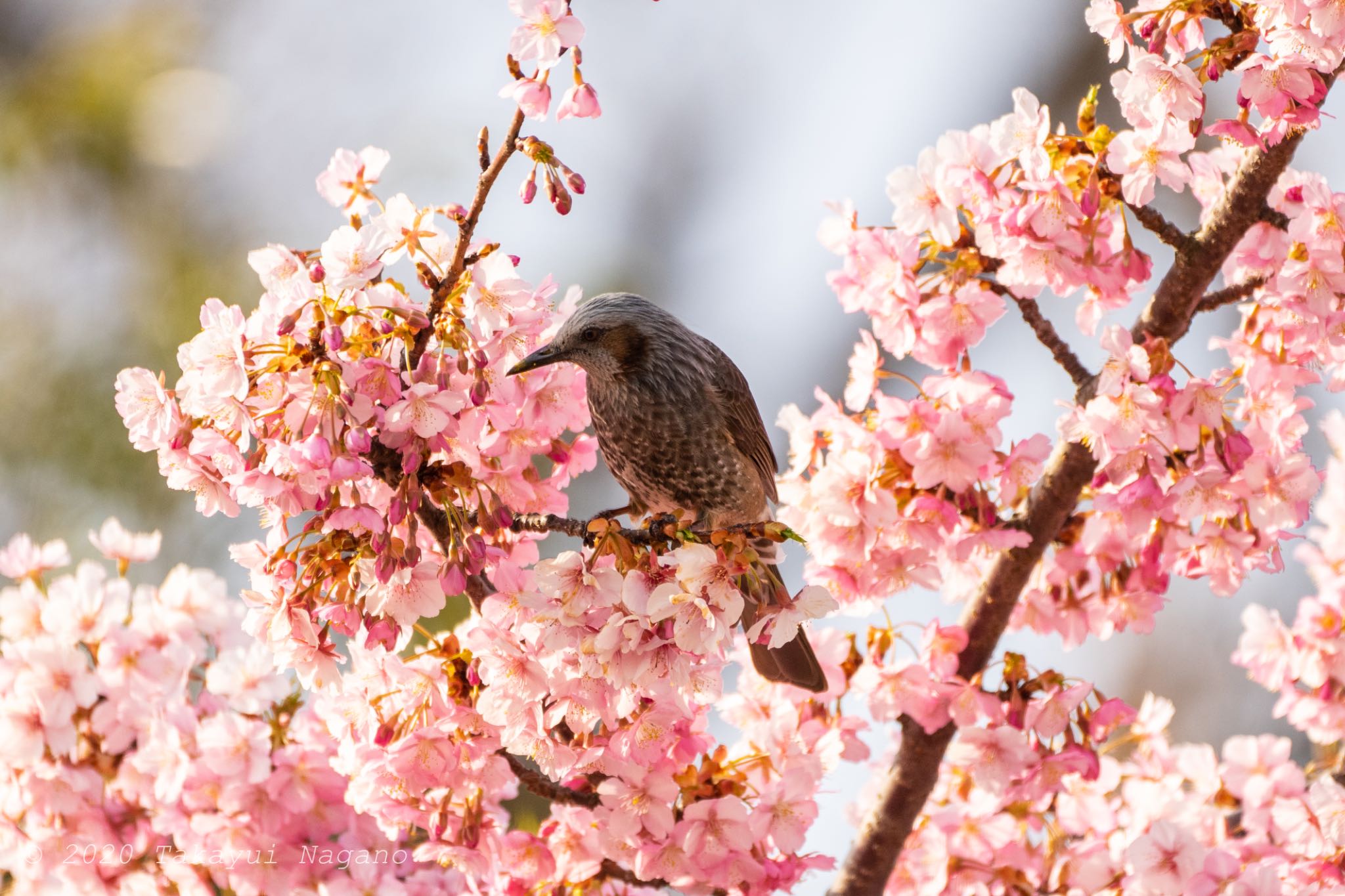 Brown-eared Bulbul