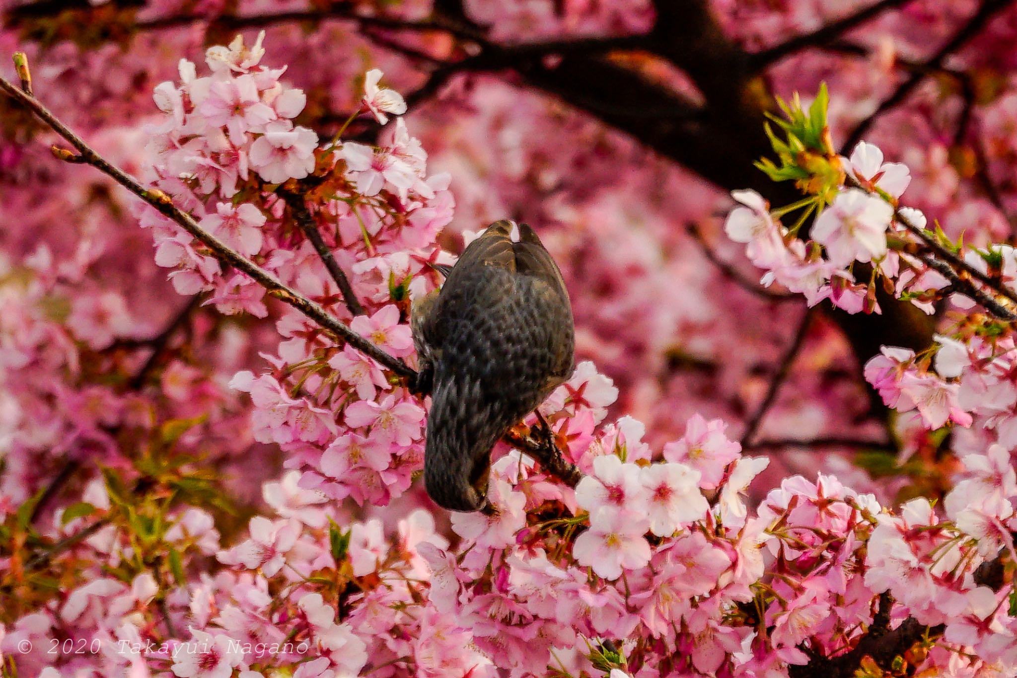 Brown-eared Bulbul