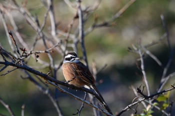 ホオジロ 都立狭山公園 2016年1月1日(金)