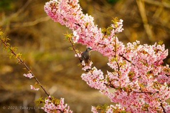 ヒヨドリ 多摩川(世田谷 和泉多摩川〜喜多見) 2020年3月1日(日)