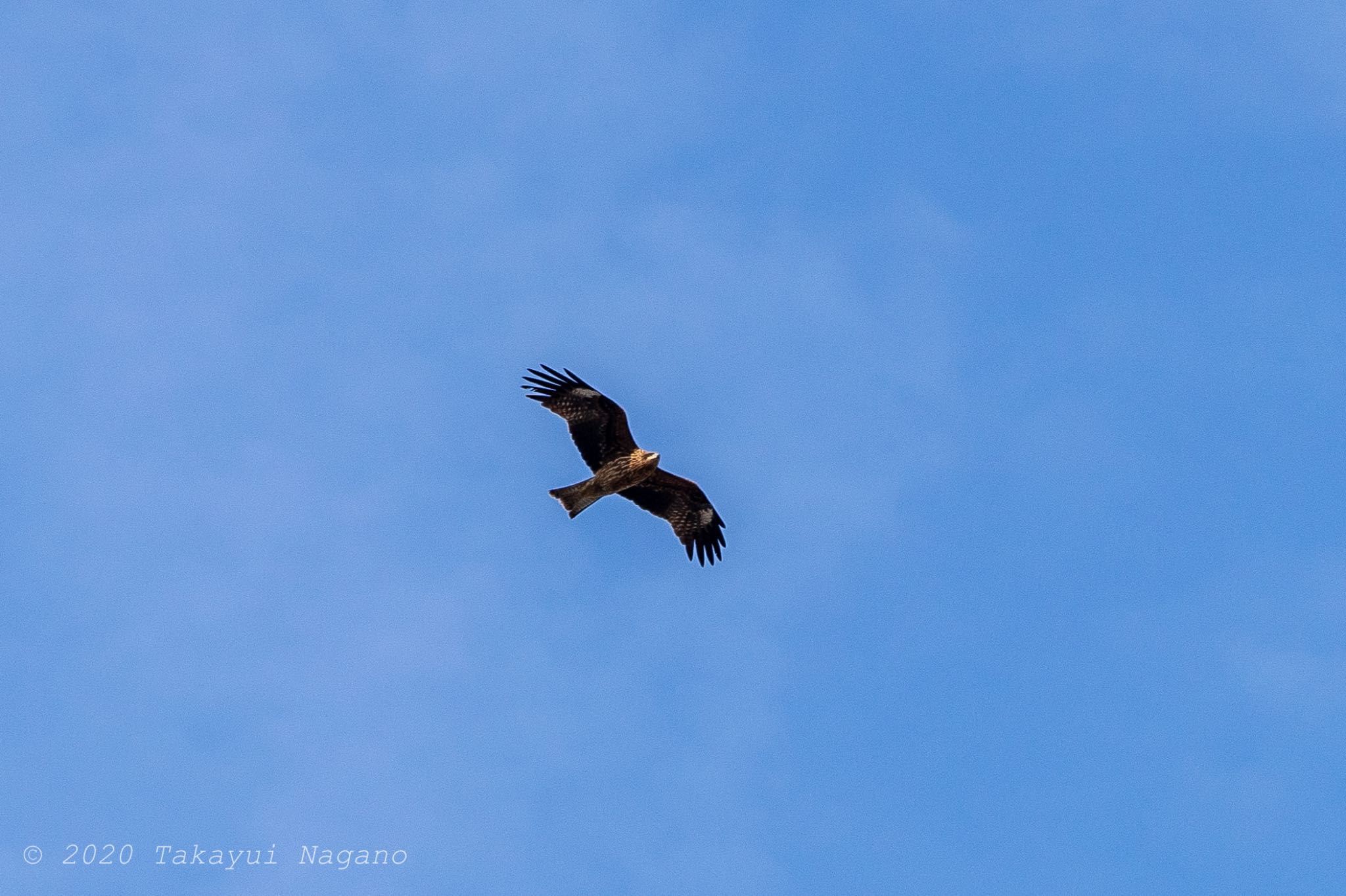 Black Kite