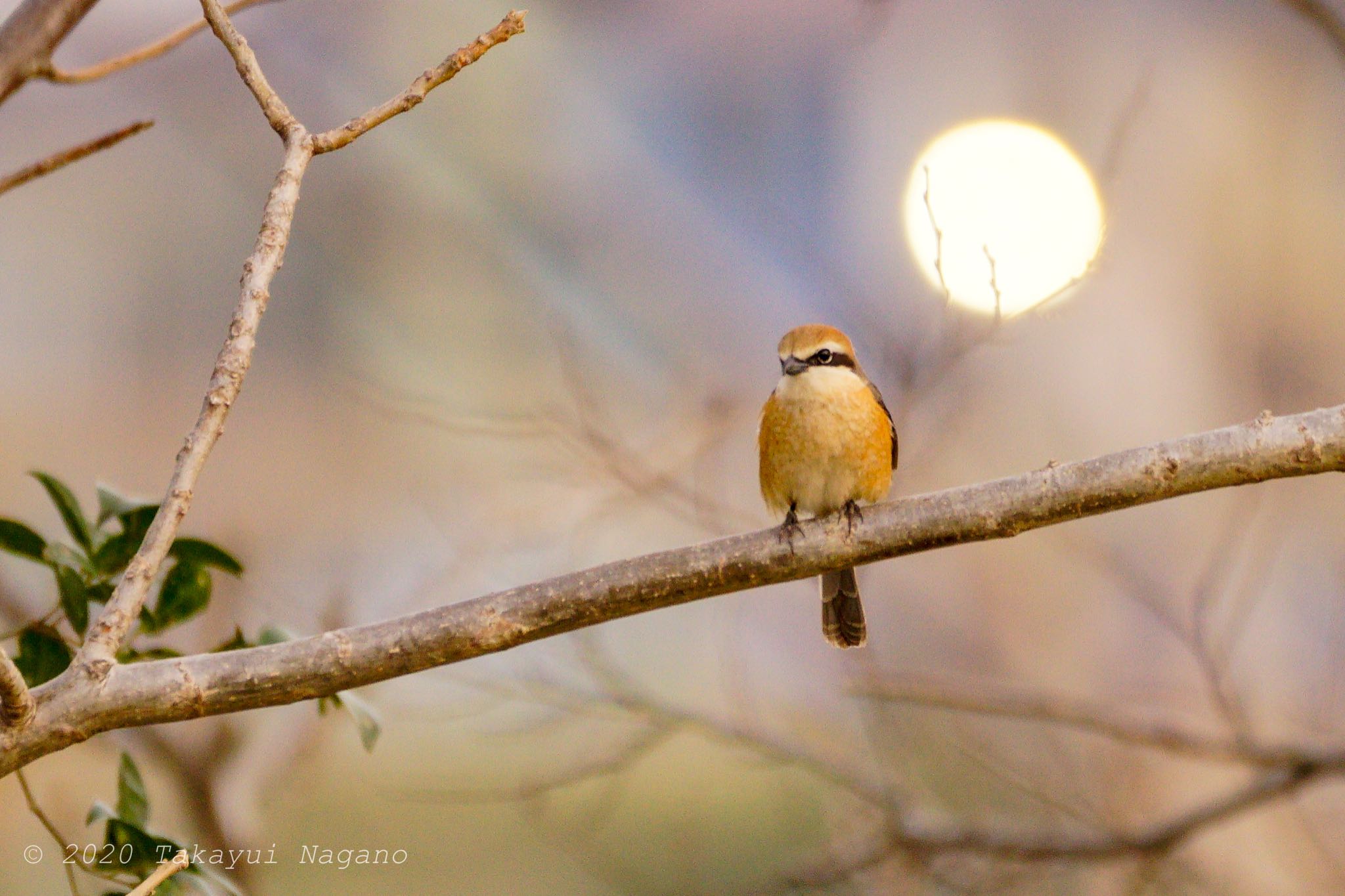 Bull-headed Shrike