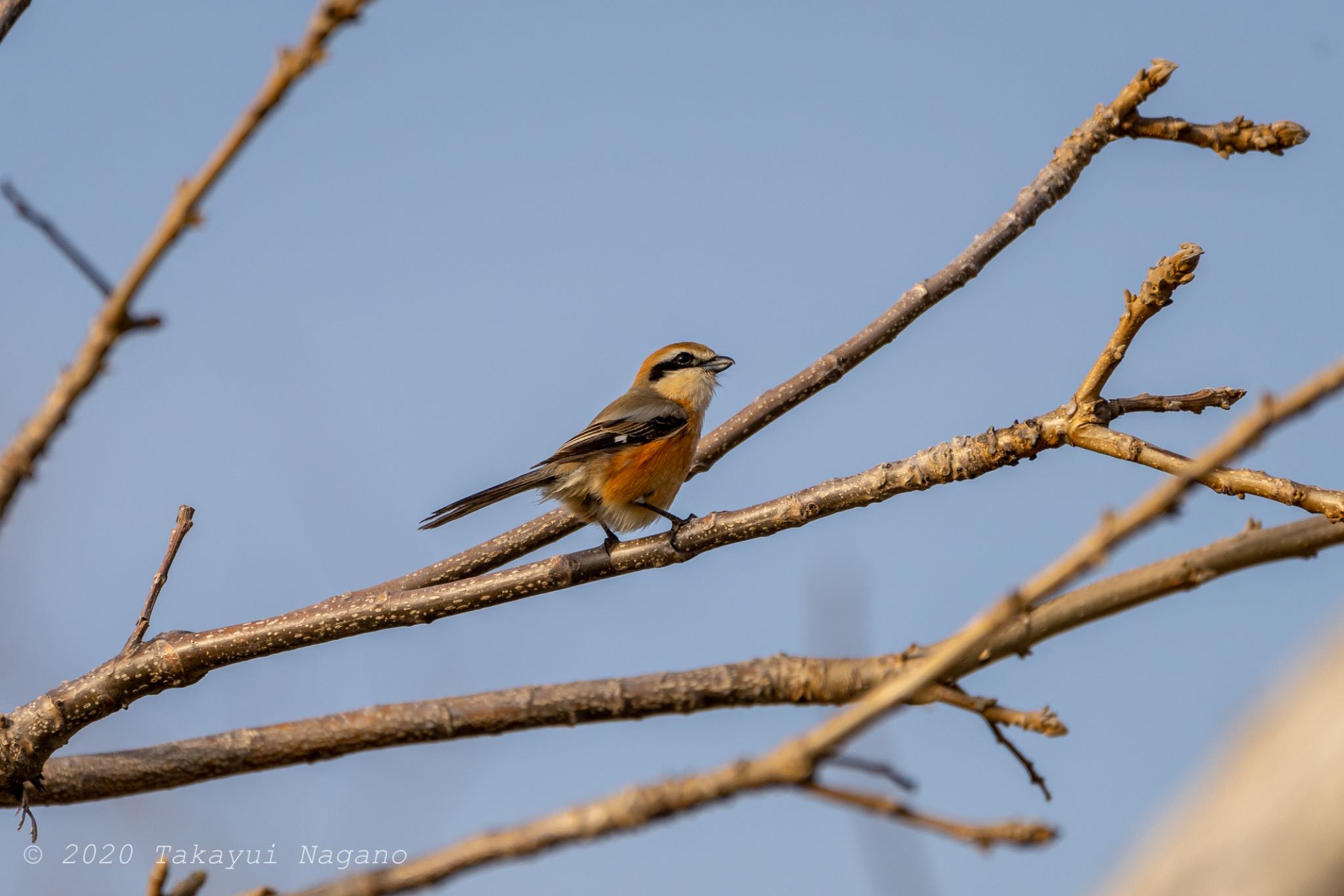 Bull-headed Shrike