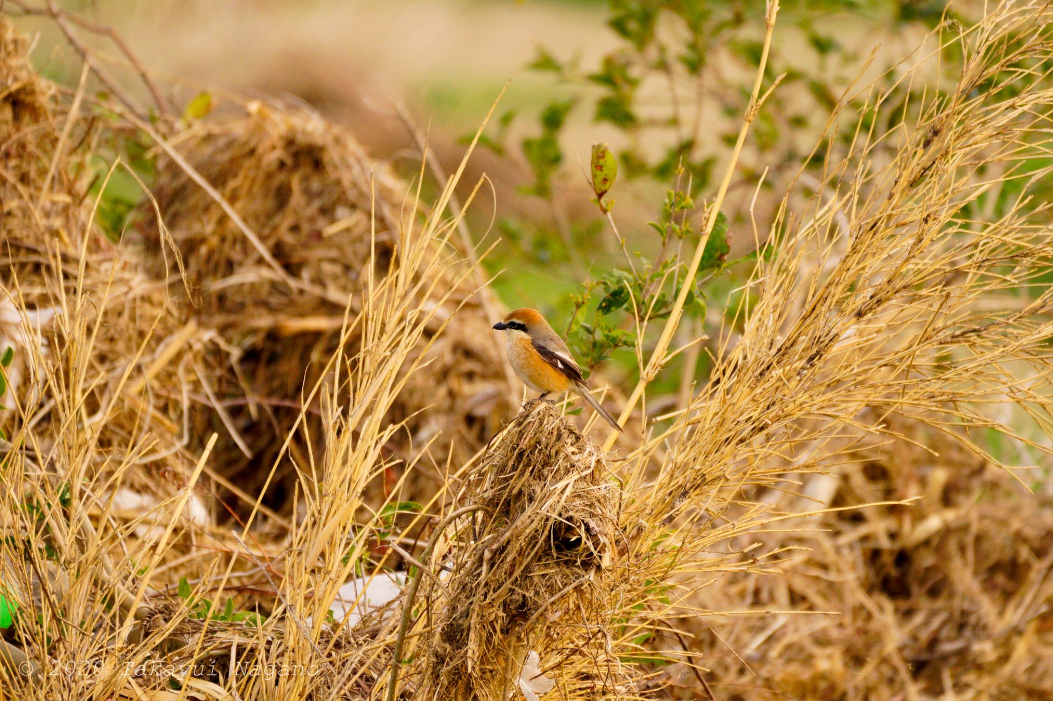 Bull-headed Shrike