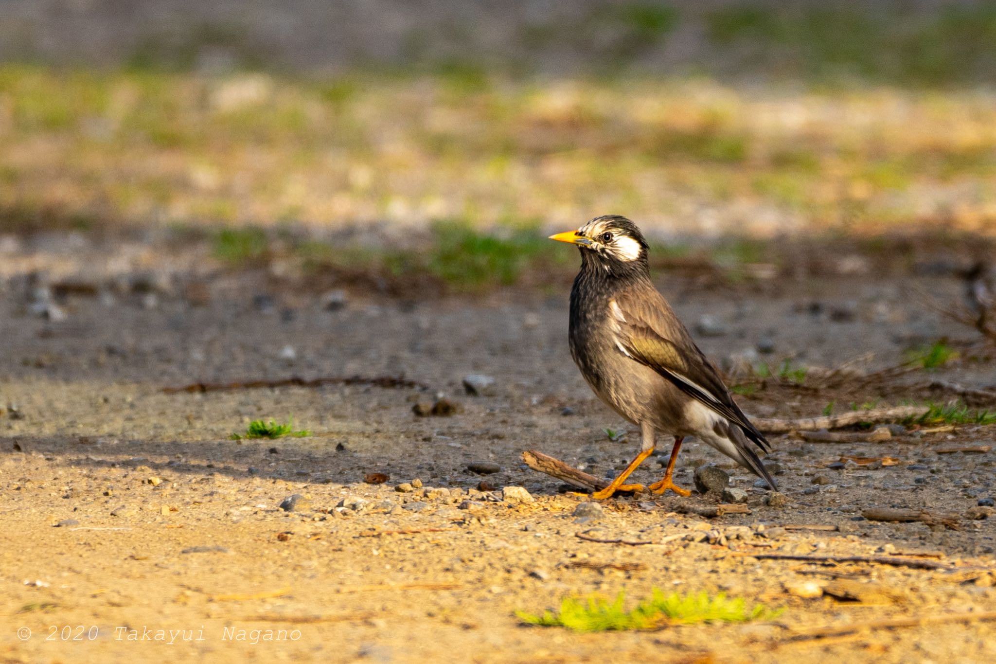 White-cheeked Starling