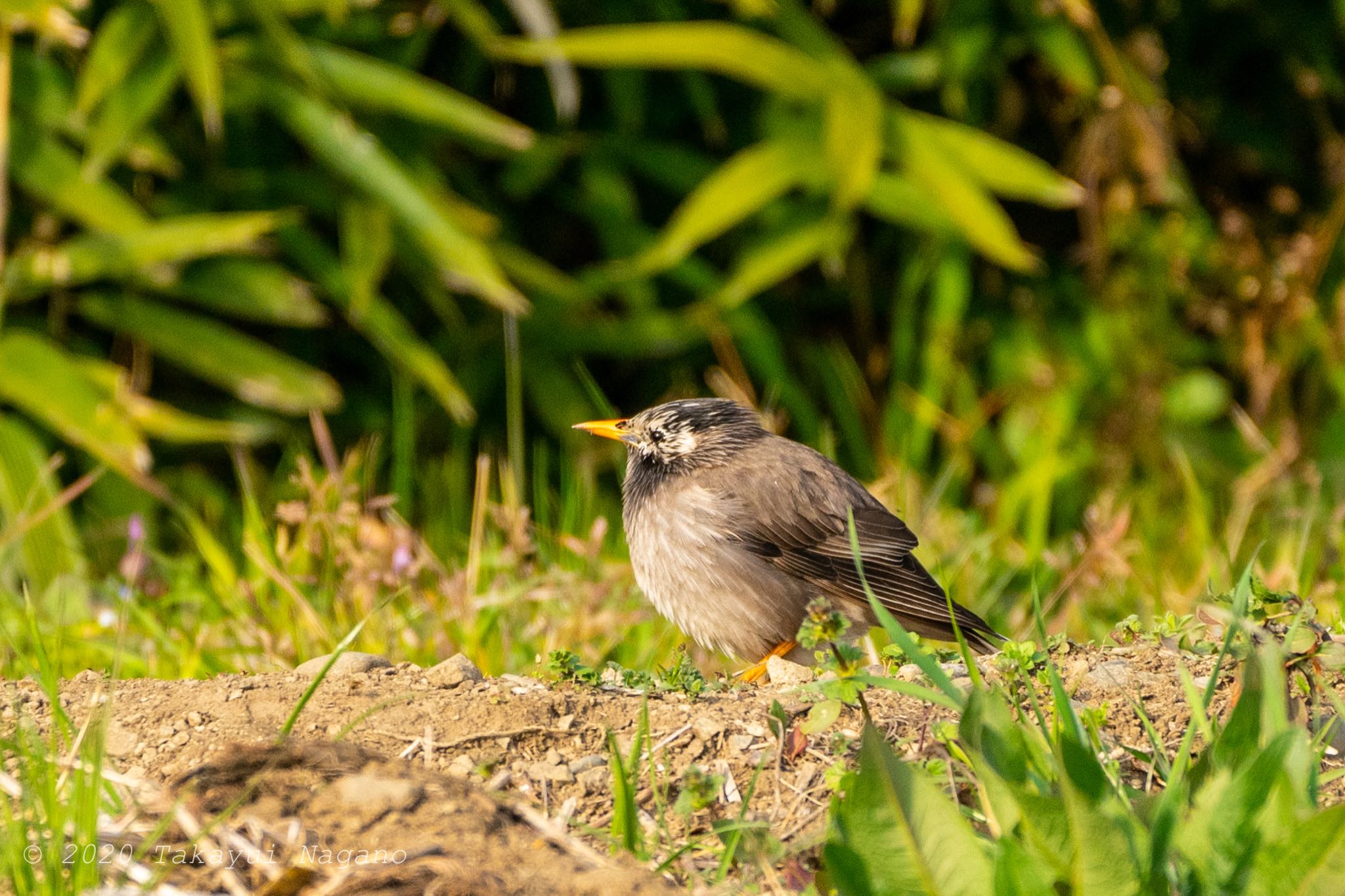 White-cheeked Starling