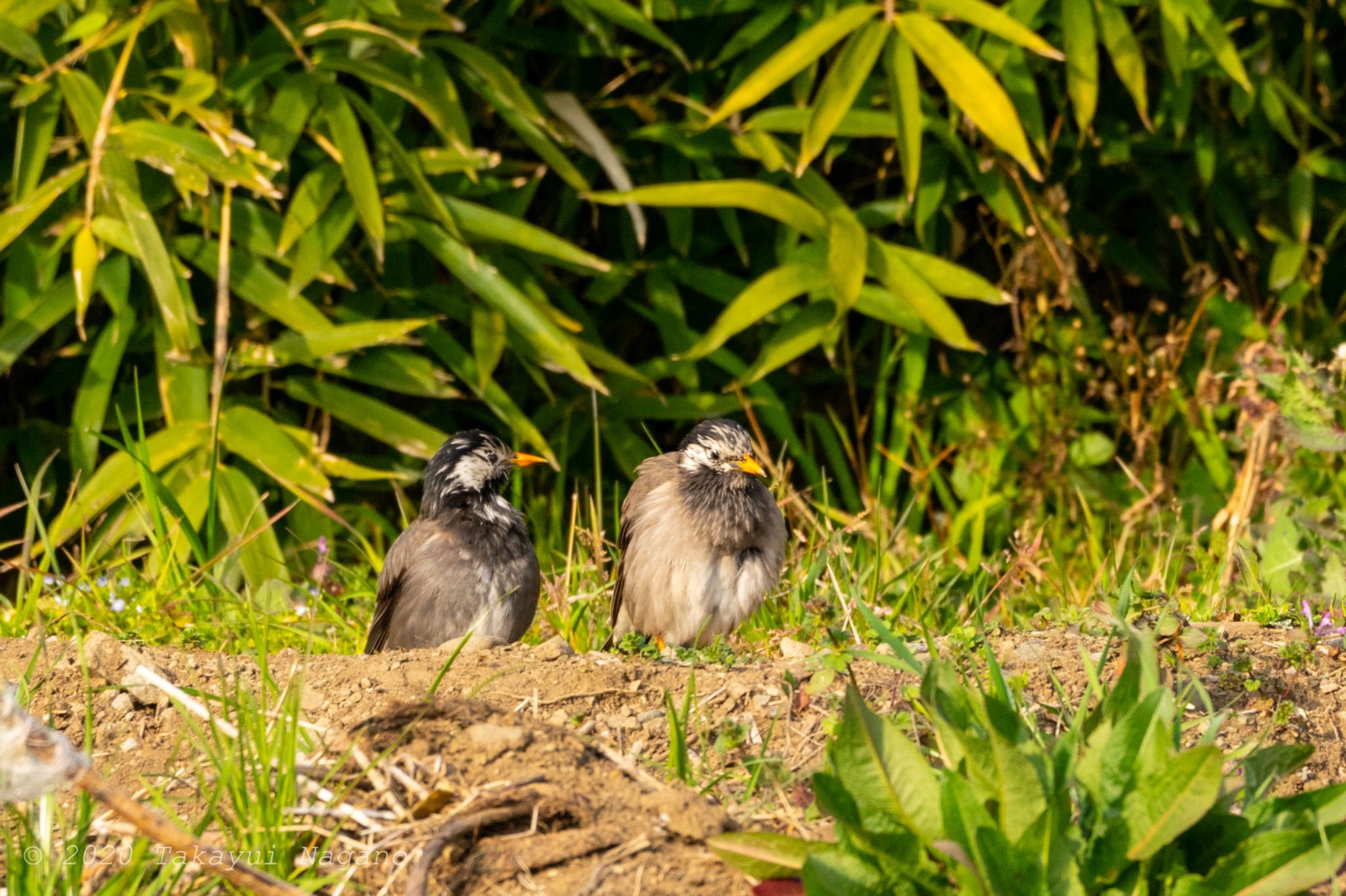 White-cheeked Starling