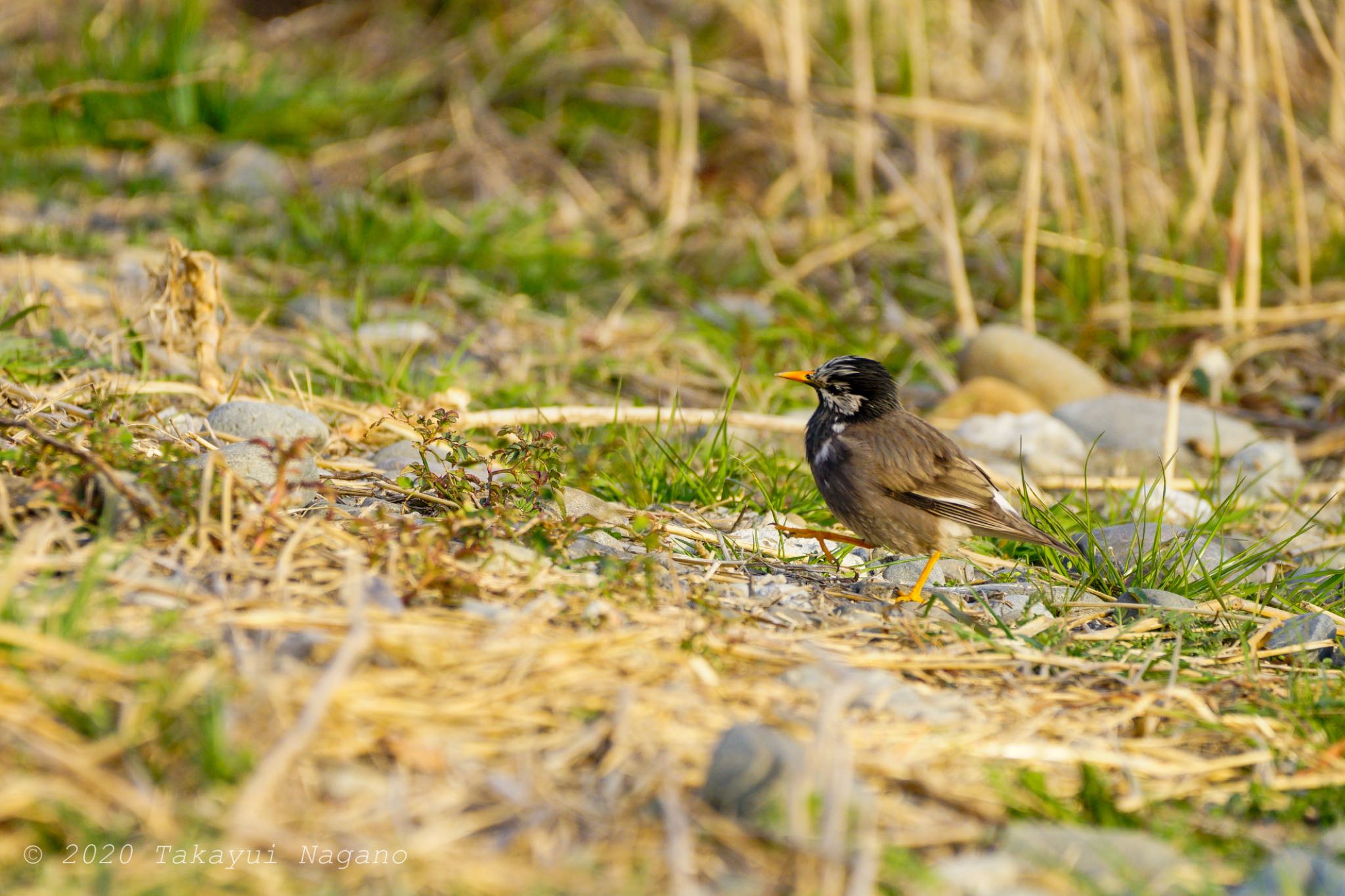 White-cheeked Starling