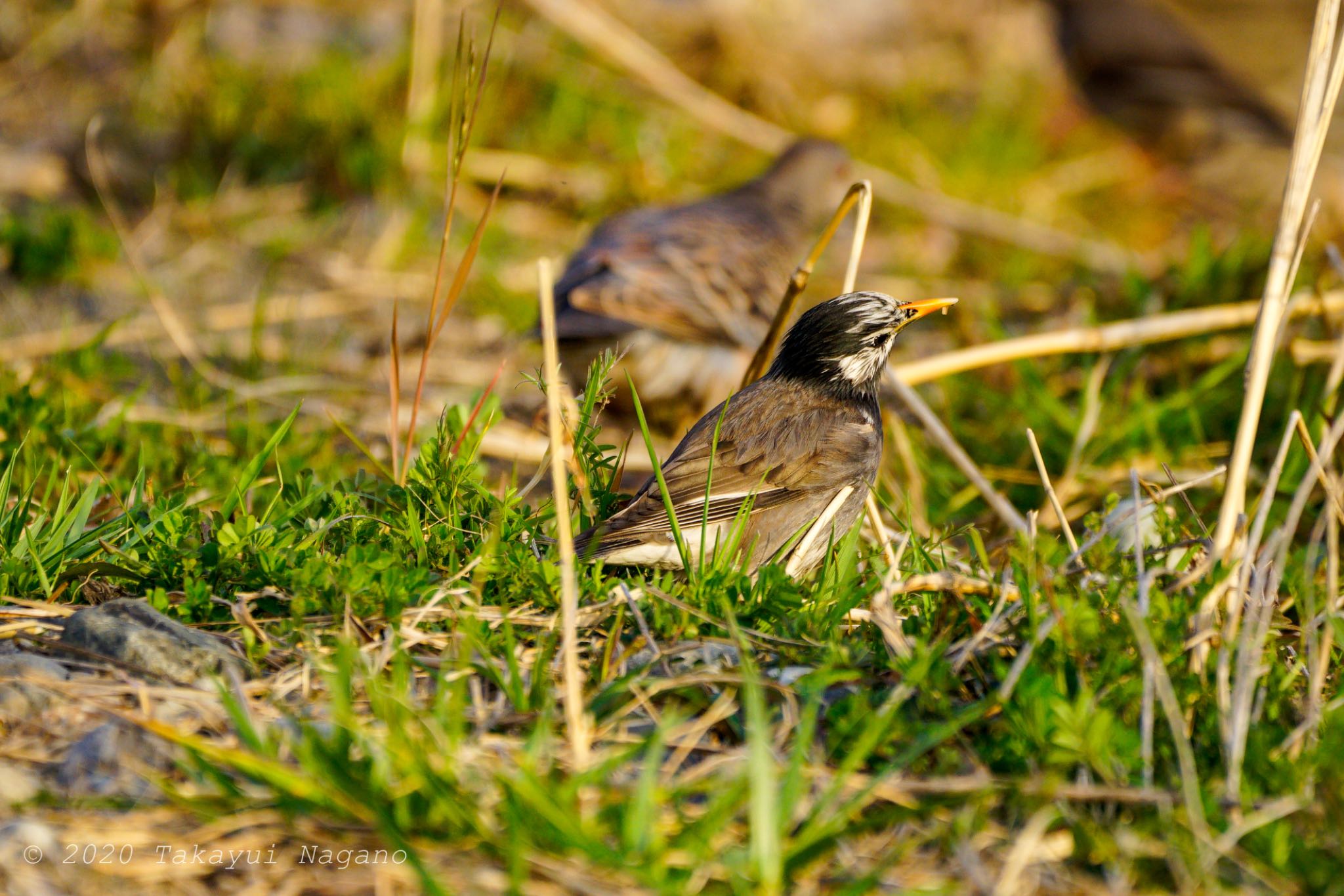 White-cheeked Starling