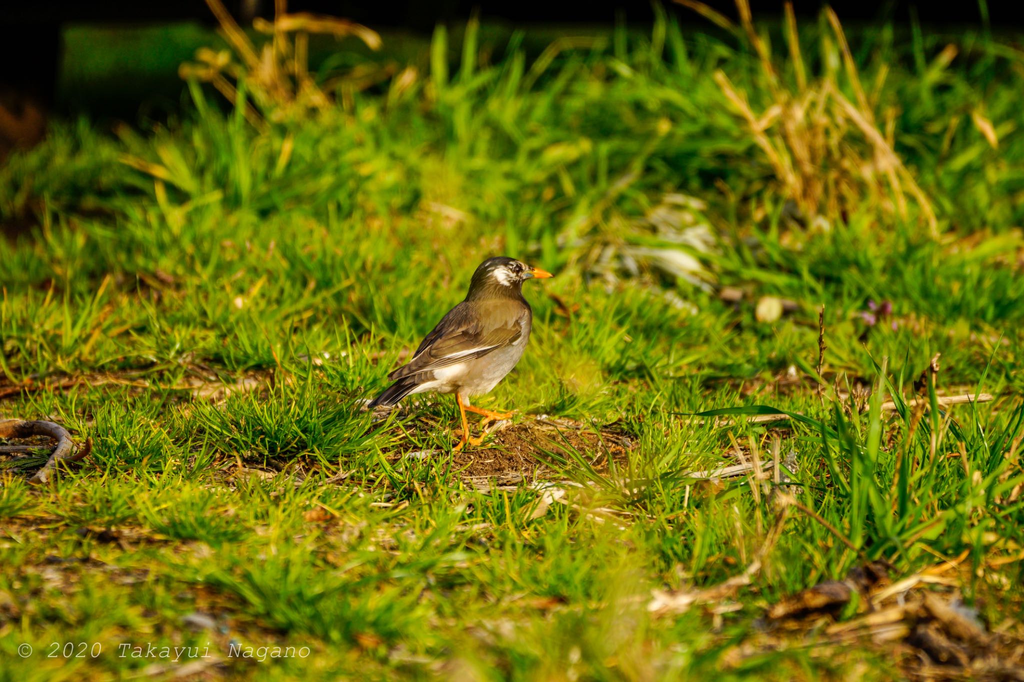 White-cheeked Starling