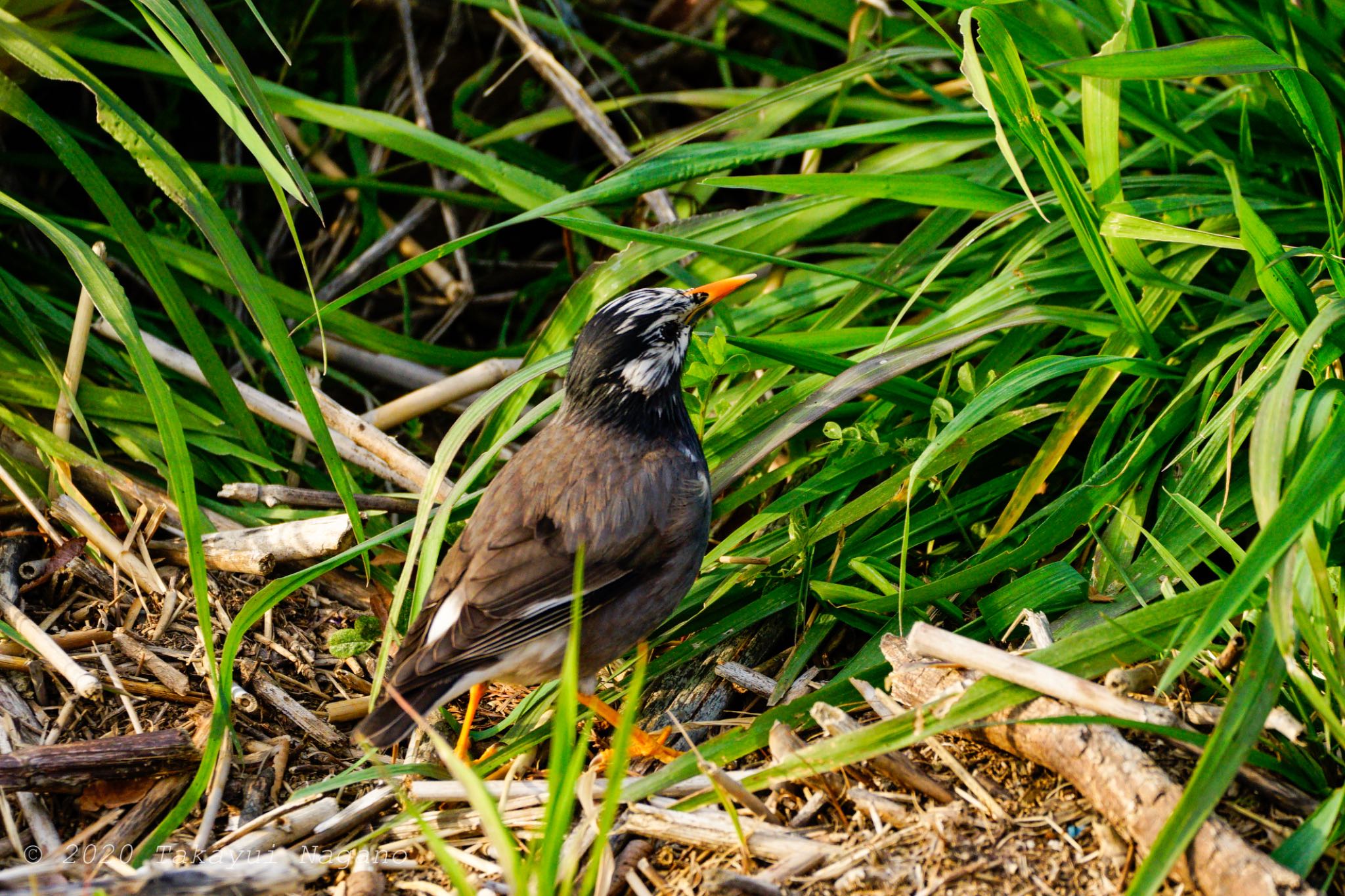 White-cheeked Starling