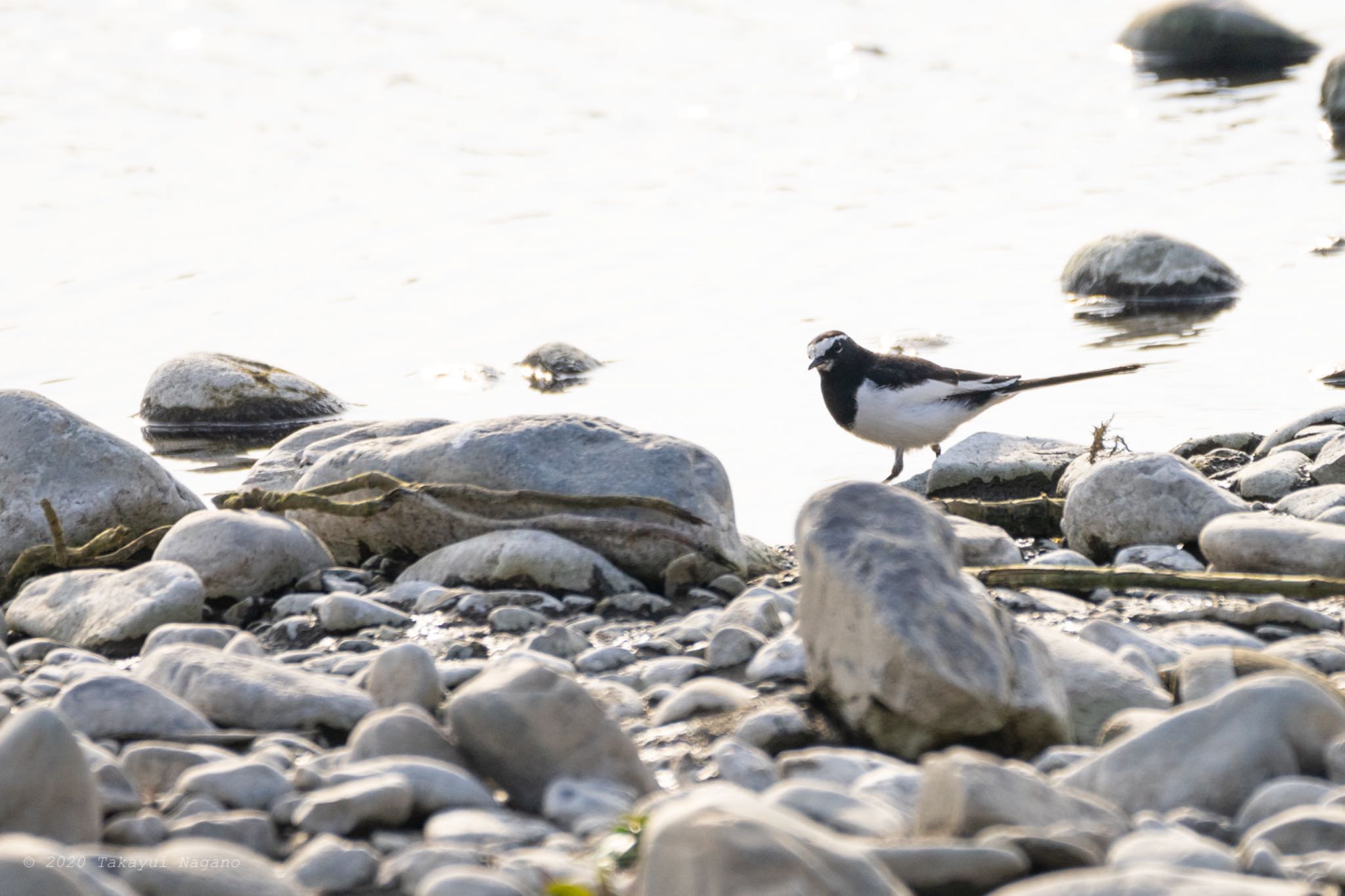 Japanese Wagtail