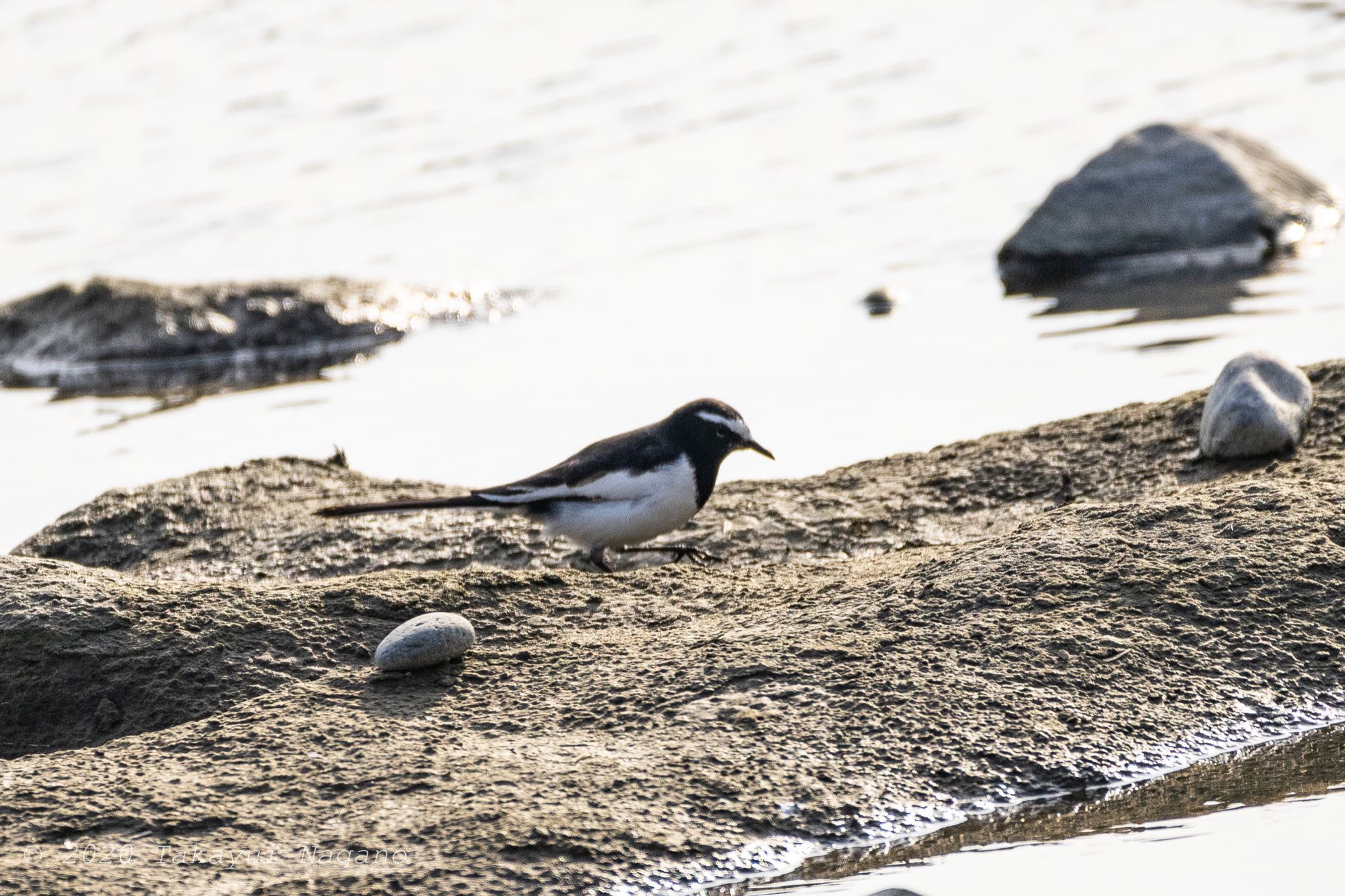 Japanese Wagtail