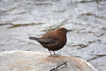 Wed, 1/6/2016 Birding report at Hoshinoya Karuizawa