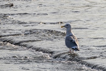 Sun, 3/1/2020 Birding report at 多摩川(世田谷 和泉多摩川〜喜多見)