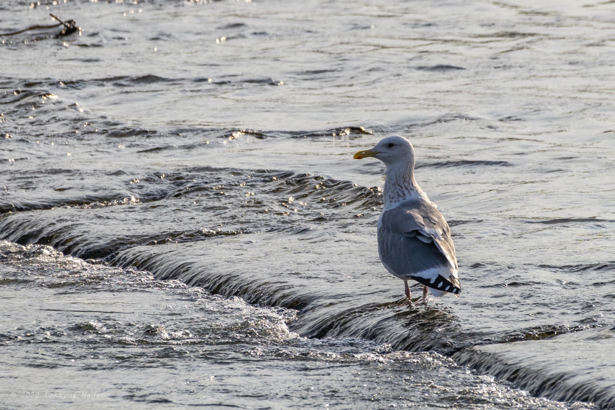 Vega Gull