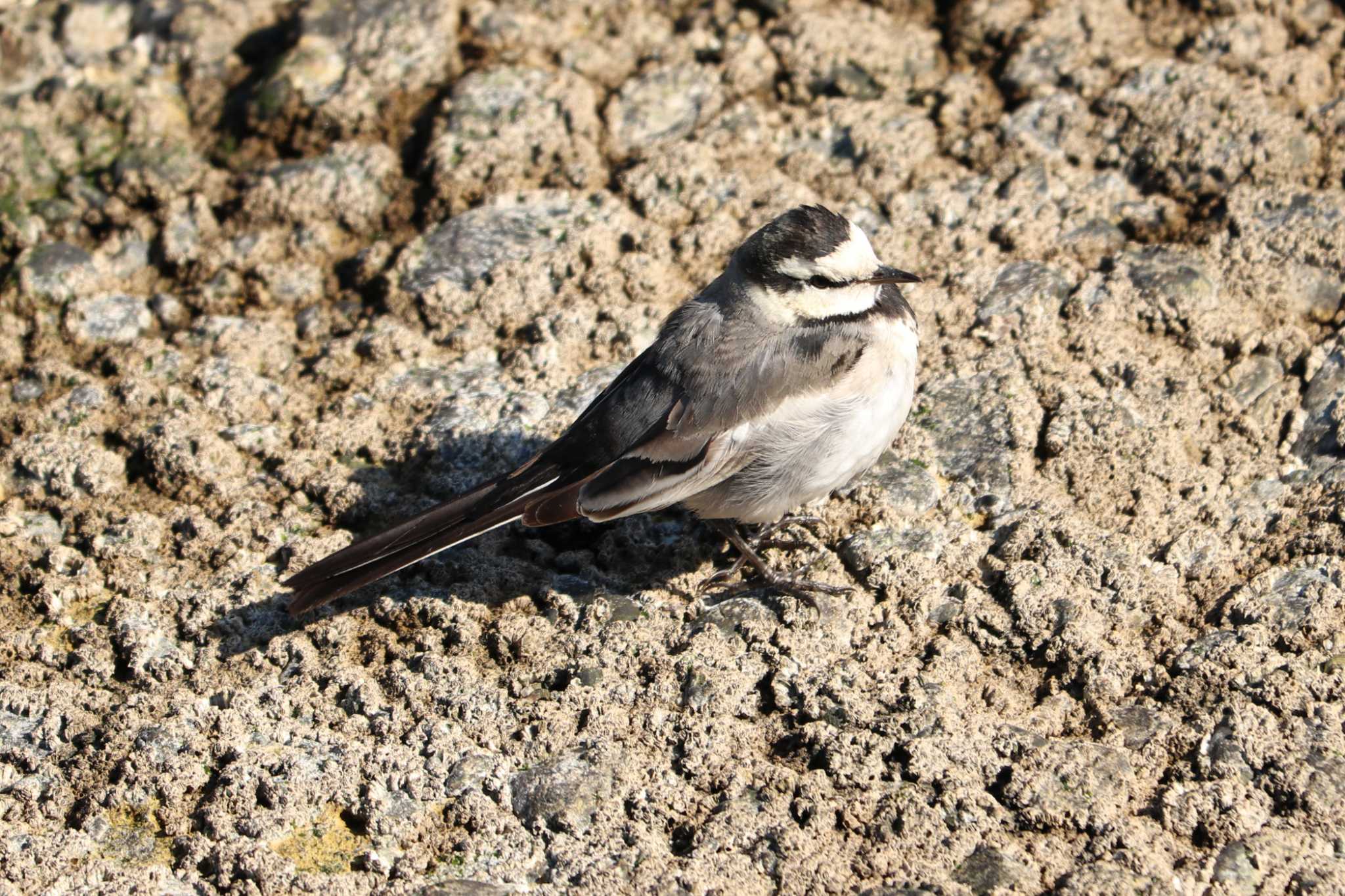 Photo of White Wagtail at 山下公園 by Yuka