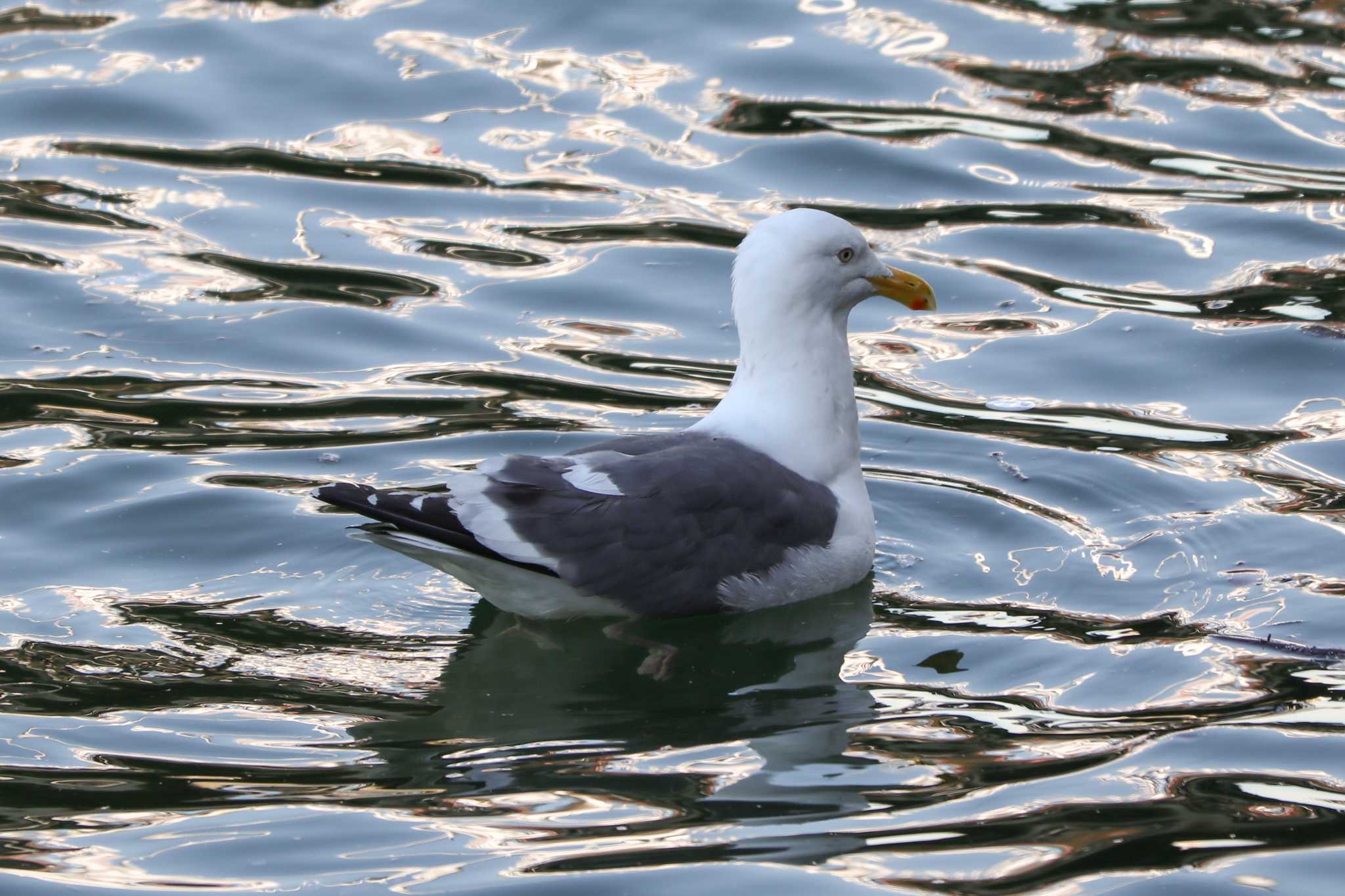 Vega Gull