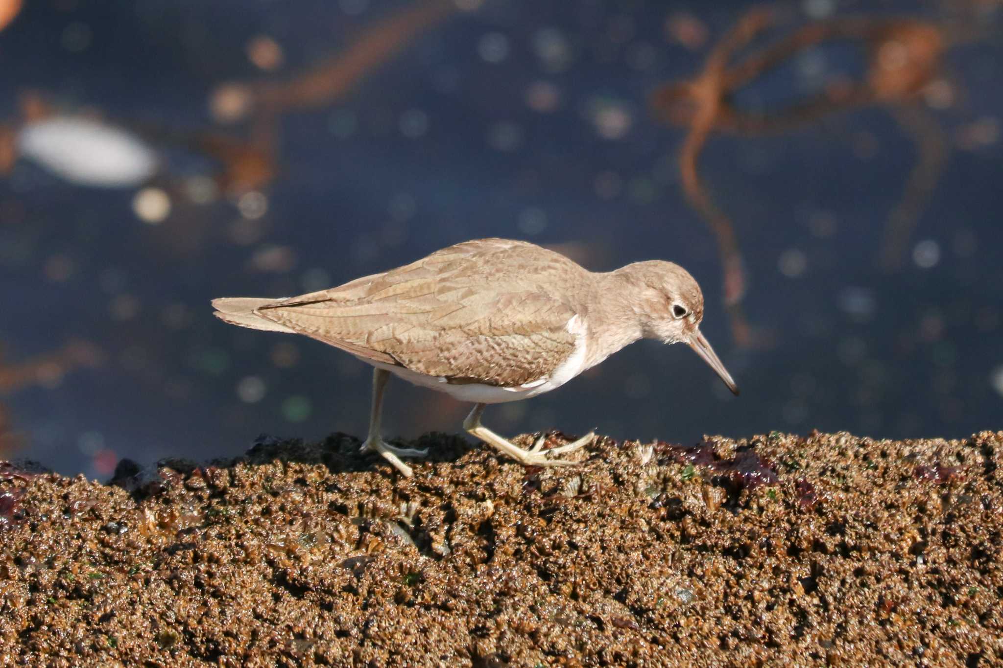 Common Sandpiper