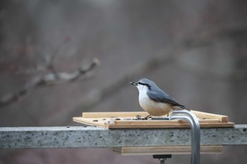 Eurasian Nuthatch Yamanakako Lake Sat, 2/29/2020