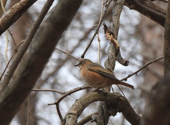 2016年1月6日(水) 軽井沢野鳥の森の野鳥観察記録