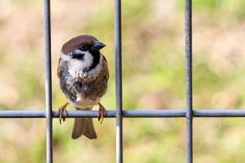 スズメ 代々木公園 2020年3月1日(日)