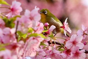 メジロ 代々木公園 2020年3月1日(日)