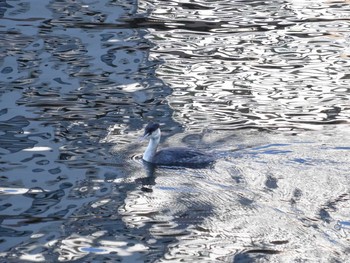 Great Crested Grebe 高浜運河　楽水橋～御楯橋 Sun, 2/9/2020