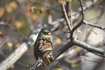 Masked Bunting 岐阜市 Sun, 3/1/2020