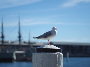 Silver Gull シドニー Tue, 7/31/2018