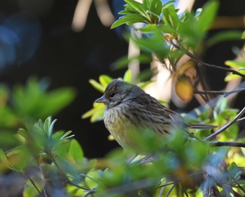 Masked Bunting Mt. Tsukuba Sun, 1/10/2016