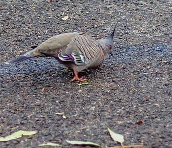 Crested Pigeon ウルル Unknown Date