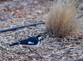 Magpie-lark ウルル Unknown Date