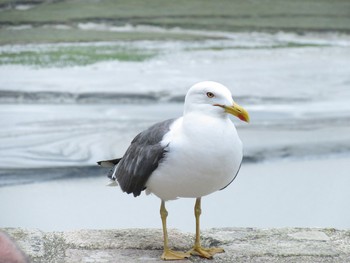 Yellow-legged Gull モン・サン・ミッシェル Thu, 7/27/2017