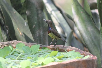 Ornate Sunbird trat thailand Tue, 3/15/2016