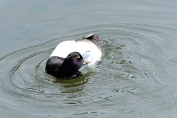 キンクロハジロ 昆陽池公園 2020年3月1日(日)