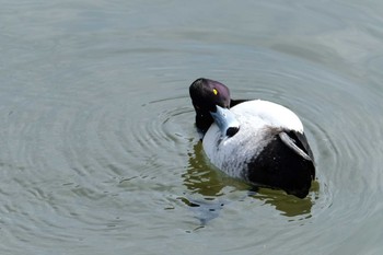 キンクロハジロ 昆陽池公園 2020年3月1日(日)