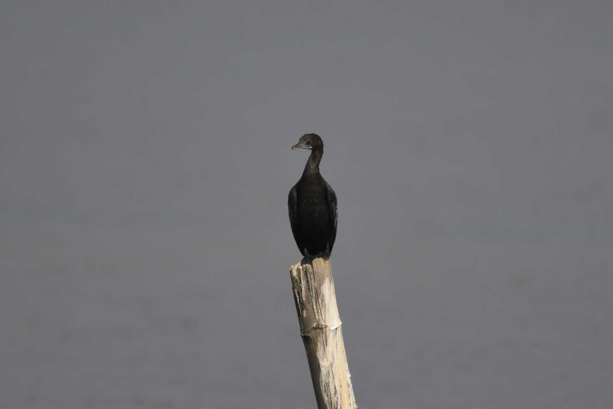 Photo of Little Cormorant at タイ by あひる