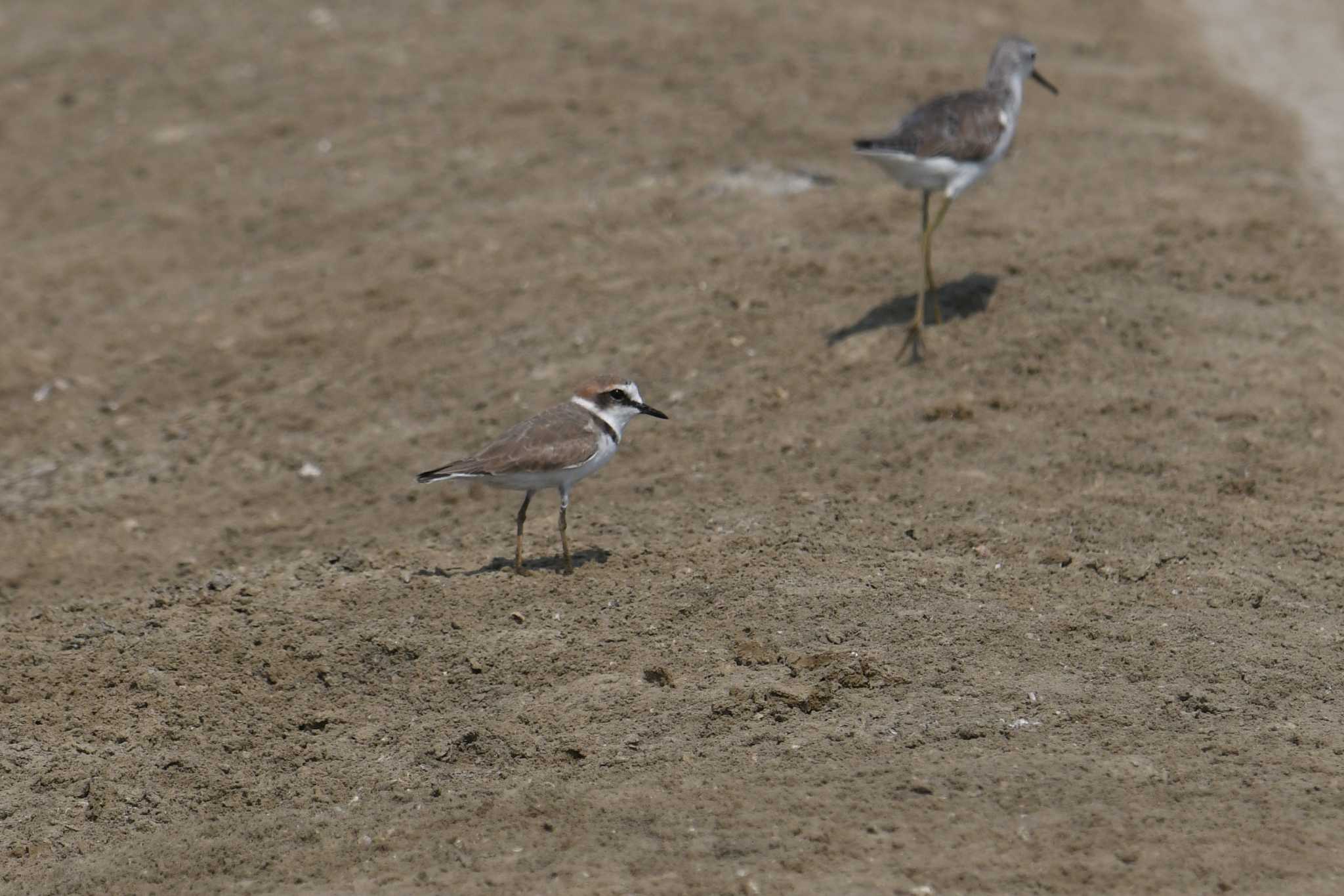 Kentish Plover