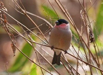 Eurasian Bullfinch(rosacea) 群馬県桐生市  Sun, 3/1/2020