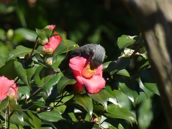 2020年2月27日(木) 東高根森林公園の野鳥観察記録