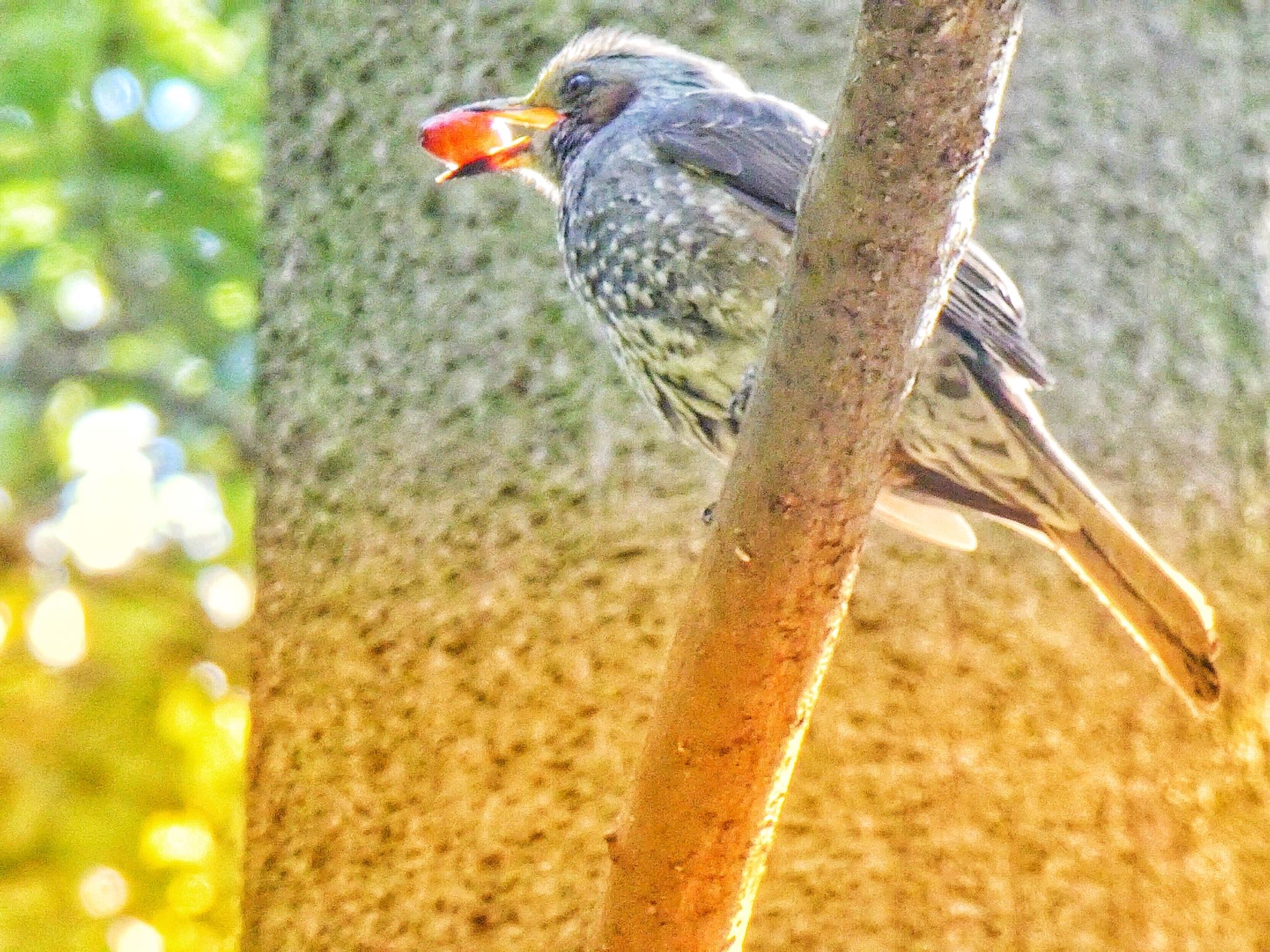 東高根森林公園 ヒヨドリの写真 by どぶろく