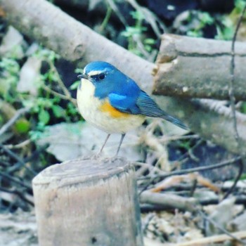 1970年1月1日(木) 東高根森林公園の野鳥観察記録