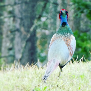 Green Pheasant 茅野市北山 Thu, 4/25/2019