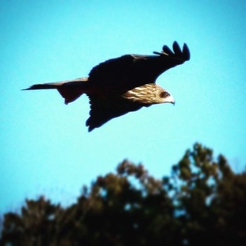 Black Kite 鳥居原園地 Sun, 2/9/2020