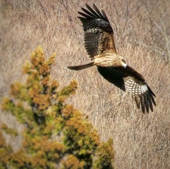 トビ 鳥居原園地 2020年2月9日(日)