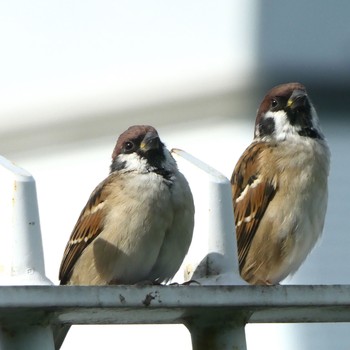 Eurasian Tree Sparrow 山下公園 Sun, 9/29/2019