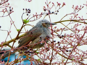 Brown-eared Bulbul 茅野市北山 Tue, 4/30/2019