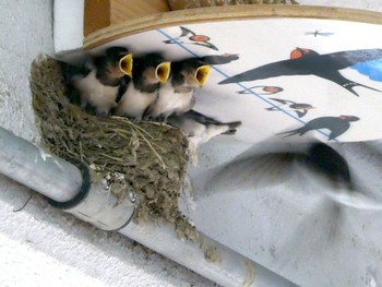 Barn Swallow Unknown Spots Sat, 6/29/2019