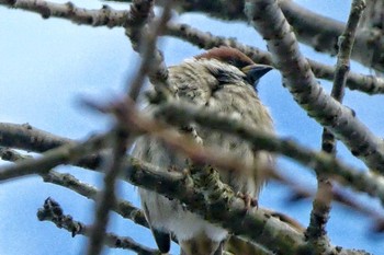 Eurasian Tree Sparrow 道の駅 どうし Sun, 2/2/2020